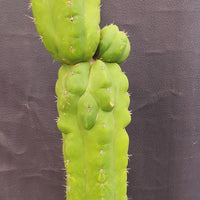 #EC127 EXACT Trichocereus Pachanoi "Monstrose" Cactus Plant 22"