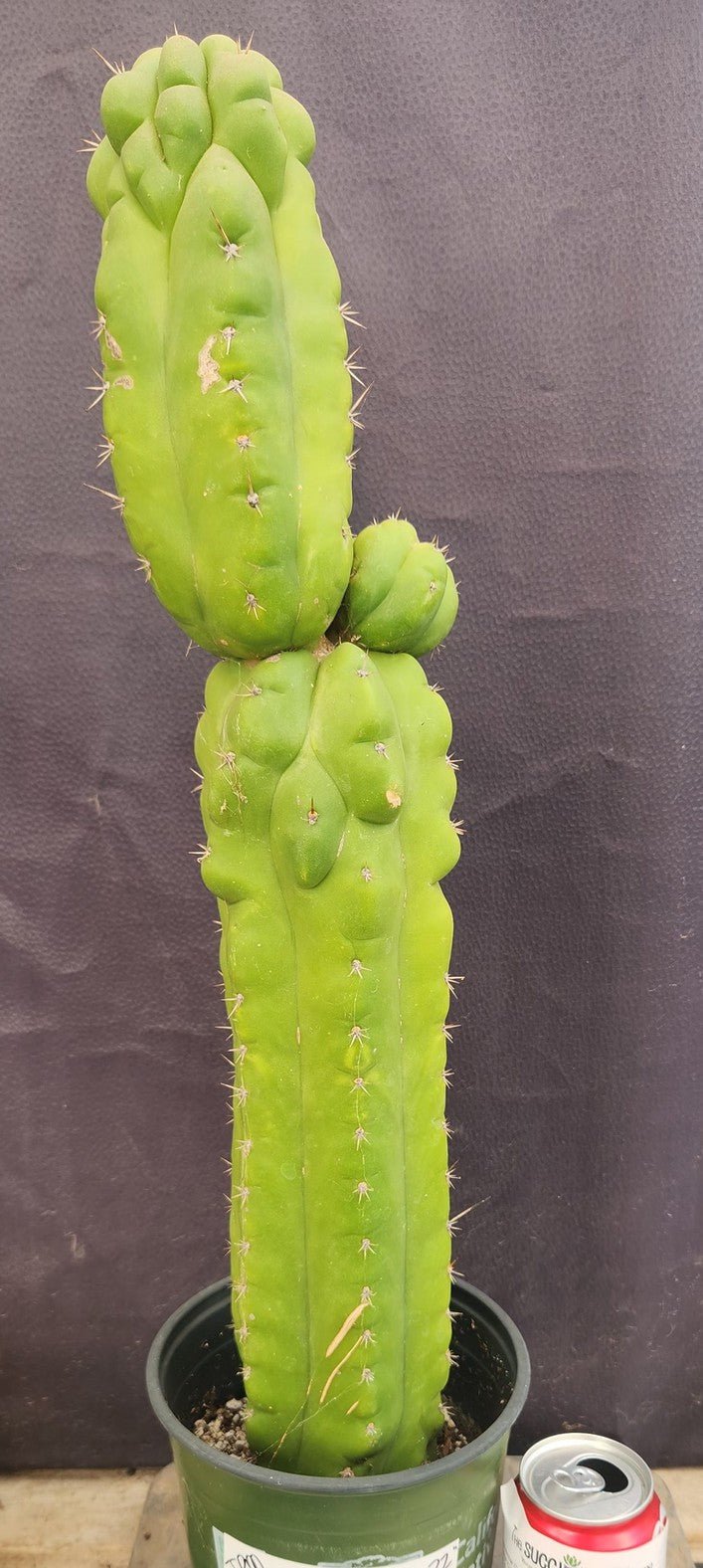 #EC127 EXACT Trichocereus Pachanoi "Monstrose" Cactus Plant 22"