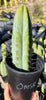 #EC128 EXACT Trichocereus Peruvianus Old Man Stand Ornamental Cactus 7-8" Cutting