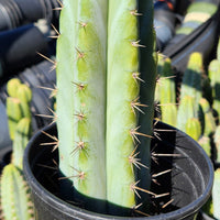 #EC128 EXACT Trichocereus Peruvianus Old Man Stand Ornamental Cactus 7-8" Cutting