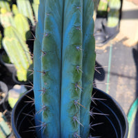 #EC128 EXACT Trichocereus Peruvianus Old Man Stand Ornamental Cactus 7-8" Cutting