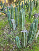 #EC128 EXACT Trichocereus Peruvianus Old Man Stand Ornamental Cactus 7-8" Cutting