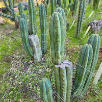 #EC128 EXACT Trichocereus Peruvianus Old Man Stand Ornamental Cactus 7-8" Cutting