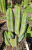 #EC128 EXACT Trichocereus Peruvianus Old Man Stand Ornamental Cactus 7-8" Cutting