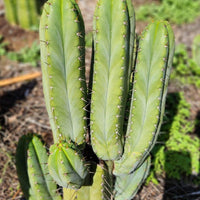 #EC128 EXACT Trichocereus Peruvianus Old Man Stand Ornamental Cactus 7-8" Cutting