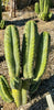 #EC128 EXACT Trichocereus Peruvianus Old Man Stand Ornamental Cactus 7-8" Cutting