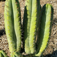 #EC128 EXACT Trichocereus Peruvianus Old Man Stand Ornamental Cactus 7-8" Cutting