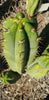 #EC128 EXACT Trichocereus Peruvianus Old Man Stand Ornamental Cactus 7-8" Cutting