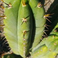 #EC128 EXACT Trichocereus Peruvianus Old Man Stand Ornamental Cactus 7-8" Cutting