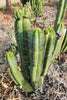 #EC128 EXACT Trichocereus Peruvianus Old Man Stand Ornamental Cactus 7-8" Cutting