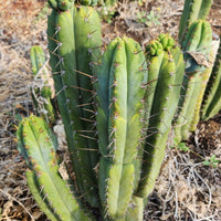 #EC128 EXACT Trichocereus Peruvianus Old Man Stand Ornamental Cactus 7-8" Cutting