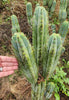 #EC128 EXACT Trichocereus Peruvianus Old Man Stand Ornamental Cactus 7-8" Cutting