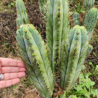 #EC128 EXACT Trichocereus Peruvianus Old Man Stand Ornamental Cactus 7-8" Cutting