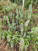 #EC128 EXACT Trichocereus Peruvianus Old Man Stand Ornamental Cactus 7-8" Cutting