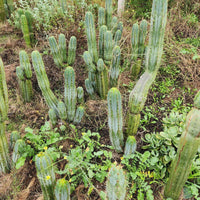 #EC128 EXACT Trichocereus Peruvianus Old Man Stand Ornamental Cactus 7-8" Cutting