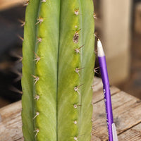 #EC128 EXACT Trichocereus Peruvianus Old Man Stand Ornamental Cactus 7-8" Cutting