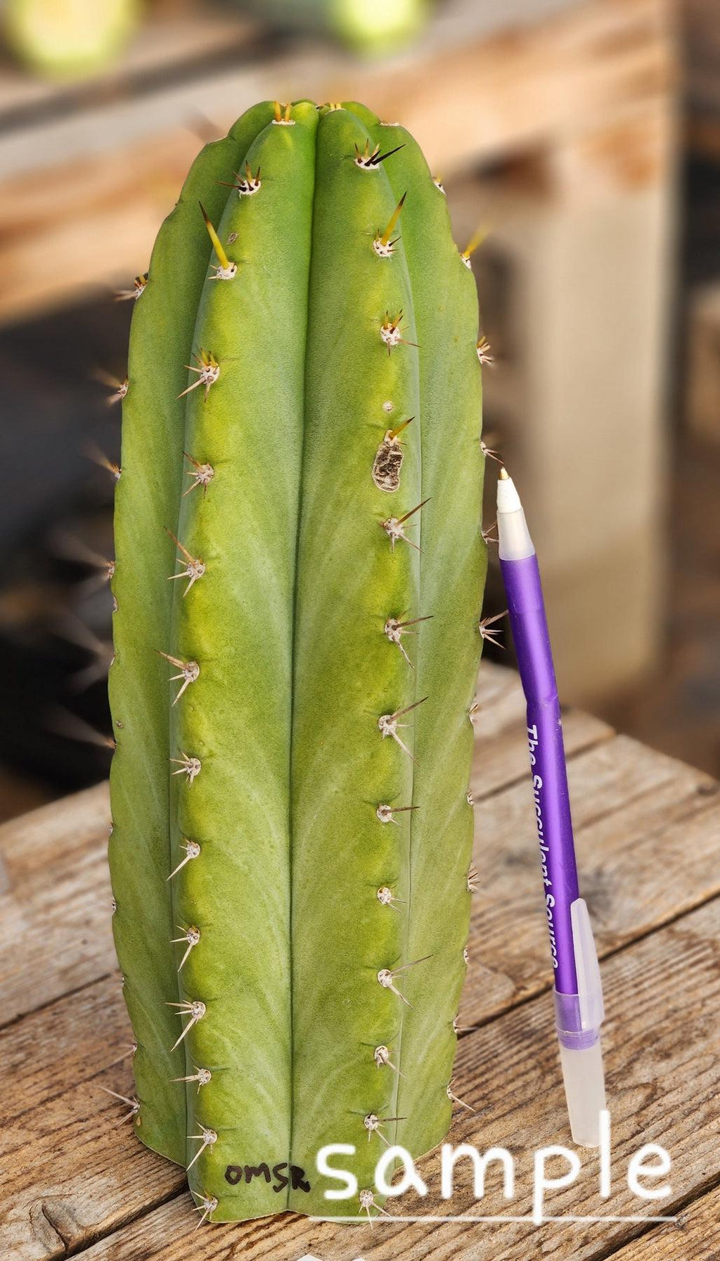 #EC128 EXACT Trichocereus Peruvianus Old Man Stand Ornamental Cactus 7-8" Cutting