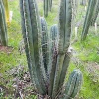 #EC128 EXACT Trichocereus Peruvianus Old Man Stand Ornamental Cactus 7-8" Cutting