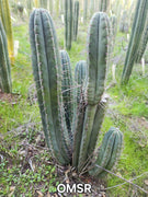 #EC128 EXACT Trichocereus Peruvianus Old Man Stand Ornamental Cactus 7-8" Cutting