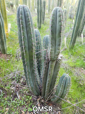 #EC128 EXACT Trichocereus Peruvianus Old Man Stand Ornamental Cactus 7-8