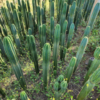 #EC13 EXACT Trichocereus Pachanoi #46 Potted Cactus & Cuttings