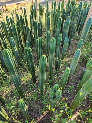 #EC13 EXACT Trichocereus Pachanoi #46 Potted Cactus & Cuttings