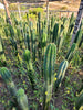 #EC13 EXACT Trichocereus Pachanoi #46 Potted Cactus & Cuttings