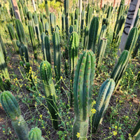 #EC13 EXACT Trichocereus Pachanoi #46 Potted Cactus & Cuttings