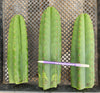 #EC13 EXACT Trichocereus Pachanoi #46 Potted Cactus & Cuttings