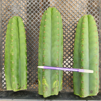 #EC13 EXACT Trichocereus Pachanoi #46 Potted Cactus & Cuttings