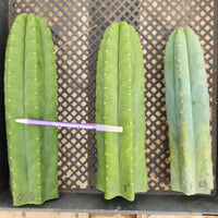 #EC13 EXACT Trichocereus Pachanoi #46 Potted Cactus & Cuttings