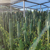 #EC13 EXACT Trichocereus Pachanoi #46 Potted Cactus & Cuttings