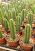 #EC13 EXACT Trichocereus Pachanoi #46 Potted Cactus & Cuttings