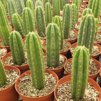 #EC13 EXACT Trichocereus Pachanoi #46 Potted Cactus & Cuttings