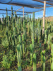 #EC13 EXACT Trichocereus Pachanoi #46 Potted Cactus & Cuttings