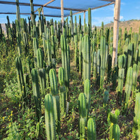 #EC13 EXACT Trichocereus Pachanoi #46 Potted Cactus & Cuttings