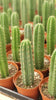 #EC13 EXACT Trichocereus Pachanoi #46 Potted Cactus & Cuttings