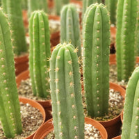 #EC13 EXACT Trichocereus Pachanoi #46 Potted Cactus & Cuttings