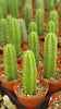 #EC13 EXACT Trichocereus Pachanoi #46 Potted Cactus & Cuttings