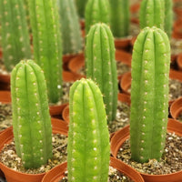 #EC13 EXACT Trichocereus Pachanoi #46 Potted Cactus & Cuttings