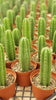 #EC13 EXACT Trichocereus Pachanoi #46 Potted Cactus & Cuttings