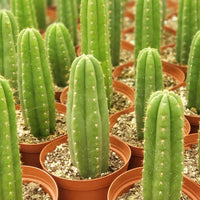 #EC13 EXACT Trichocereus Pachanoi #46 Potted Cactus & Cuttings