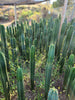 #EC13 EXACT Trichocereus Pachanoi #46 Potted Cactus & Cuttings