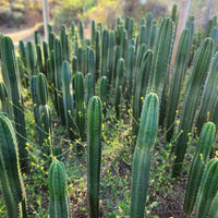 #EC13 EXACT Trichocereus Pachanoi #46 Potted Cactus & Cuttings