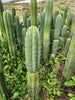 #EC130 Justus' Trichocereus NOID Collection of Cactus Plant Cuttings