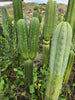 #EC130 Justus' Trichocereus NOID Collection of Cactus Plant Cuttings