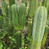 #EC130 Justus' Trichocereus NOID Collection of Cactus Plant Cuttings