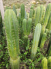 #EC130 Justus' Trichocereus NOID Collection of Cactus Plant Cuttings