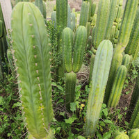 #EC130 Justus' Trichocereus NOID Collection of Cactus Plant Cuttings