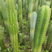 #EC130 Justus' Trichocereus NOID Collection of Cactus Plant Cuttings